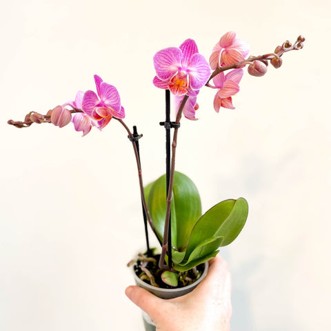 Phalaenopsis 'Vienna' - Pink Moth Orchid - Sprouts of Bristol