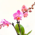 Phalaenopsis 'Vienna' - Pink Moth Orchid - Sprouts of Bristol