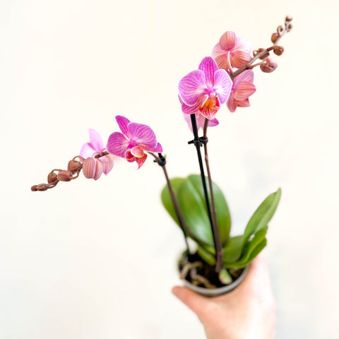 Phalaenopsis 'Vienna' - Pink Moth Orchid - Sprouts of Bristol