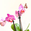 Phalaenopsis 'Vienna' - Pink Moth Orchid - Sprouts of Bristol