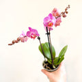 Phalaenopsis 'Vienna' - Pink Moth Orchid - Sprouts of Bristol