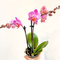 Phalaenopsis 'Vienna' - Pink Moth Orchid - Sprouts of Bristol