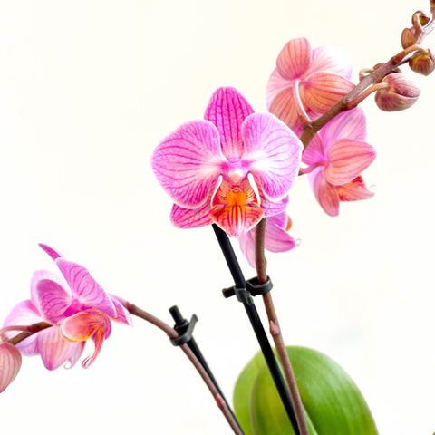 Phalaenopsis 'Vienna' - Pink Moth Orchid - Sprouts of Bristol