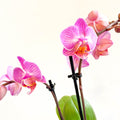 Phalaenopsis 'Vienna' - Pink Moth Orchid - Sprouts of Bristol