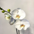 Phalaenopsis 'White World' - White Moth Orchid - Sprouts of Bristol