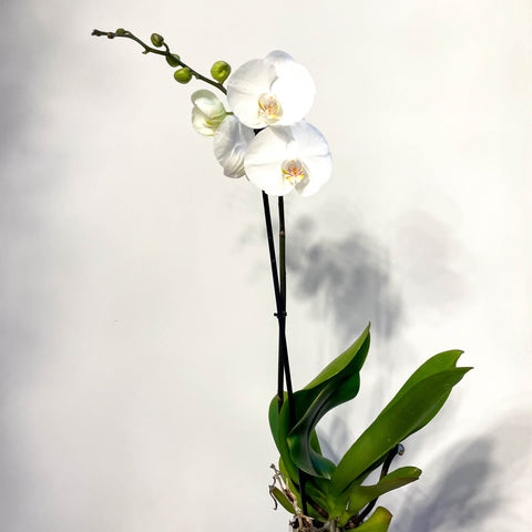 Phalaenopsis 'White World' - White Moth Orchid - Sprouts of Bristol