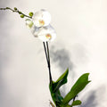 Phalaenopsis 'White World' - White Moth Orchid - Sprouts of Bristol