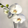 Phalaenopsis 'White World' - White Moth Orchid - Sprouts of Bristol