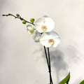 Phalaenopsis 'White World' - White Moth Orchid - Sprouts of Bristol