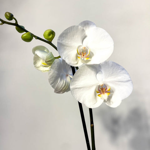 Phalaenopsis 'White World' - White Moth Orchid - Sprouts of Bristol