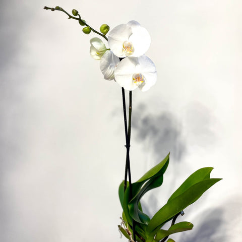 Phalaenopsis 'White World' - White Moth Orchid - Sprouts of Bristol