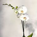 Phalaenopsis 'White World' - White Moth Orchid - Sprouts of Bristol