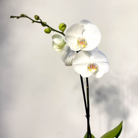 Phalaenopsis 'White World' - White Moth Orchid - Sprouts of Bristol