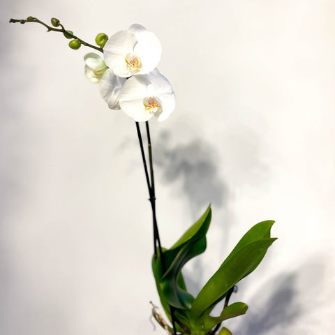 Phalaenopsis 'White World' - White Moth Orchid - Sprouts of Bristol