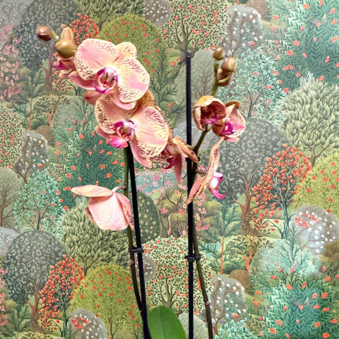 Phalaenopsis ‘Wild Peach’ – Moth Orchid - Sprouts of Bristol