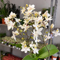 Phalaenopsis - Wild White Moth Orchid - Sprouts of Bristol