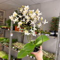 Phalaenopsis - Wild White Moth Orchid - Sprouts of Bristol