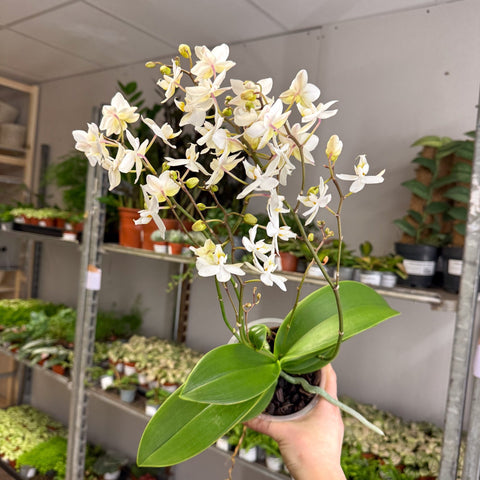 Phalaenopsis - Wild White Moth Orchid - Sprouts of Bristol