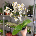 Phalaenopsis - Wild White Moth Orchid - Sprouts of Bristol