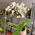Phalaenopsis - Wild White Moth Orchid - Sprouts of Bristol