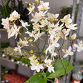 Phalaenopsis - Wild White Moth Orchid - Sprouts of Bristol