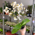 Phalaenopsis - Wild White Moth Orchid - Sprouts of Bristol