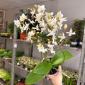 Phalaenopsis - Wild White Moth Orchid - Sprouts of Bristol