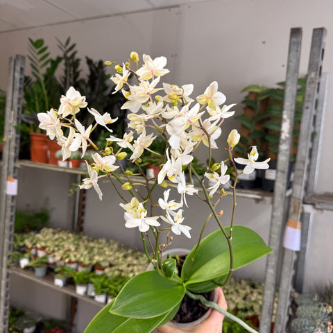 Phalaenopsis - Wild White Moth Orchid - Sprouts of Bristol