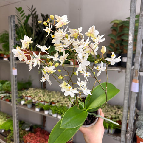 Phalaenopsis - Wild White Moth Orchid - Sprouts of Bristol
