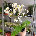 Phalaenopsis - Wild White Moth Orchid - Sprouts of Bristol