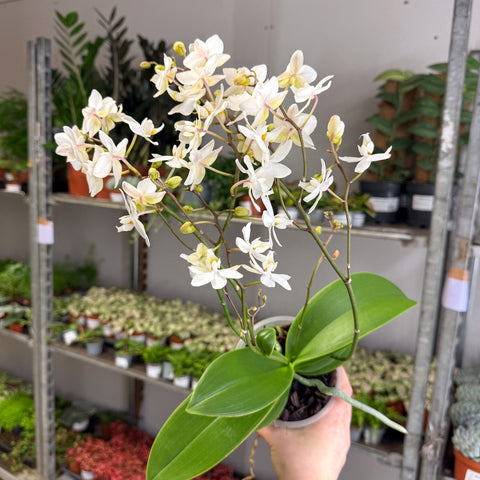 Phalaenopsis - Wild White Moth Orchid - Sprouts of Bristol