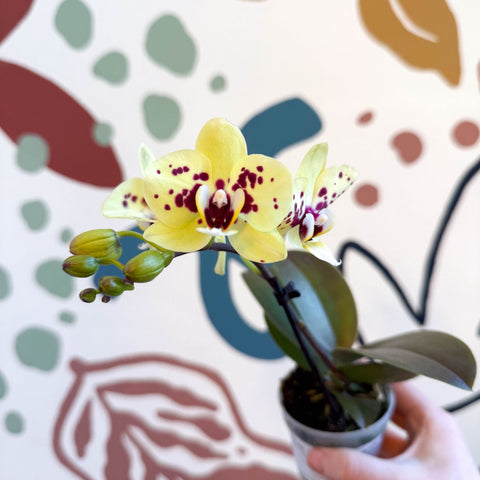 Phalaenopsis - Yellow and Purple Spotted Moth Orchid - Sprouts of Bristol