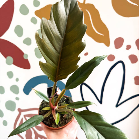 Philodendron bipinnatifidum 'Choco Empress' - Sprouts of Bristol