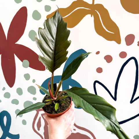 Philodendron bipinnatifidum 'Choco Empress' - Sprouts of Bristol