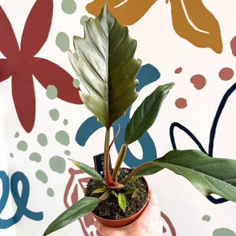 Philodendron bipinnatifidum 'Choco Empress' - Sprouts of Bristol