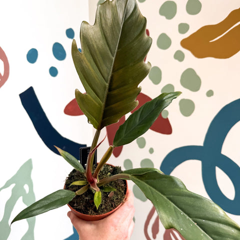 Philodendron bipinnatifidum 'Choco Empress' - Sprouts of Bristol