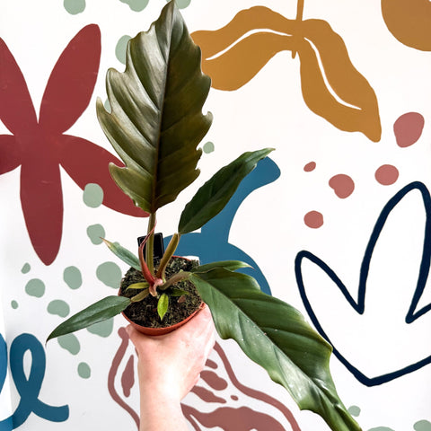 Philodendron bipinnatifidum 'Choco Empress' - Sprouts of Bristol