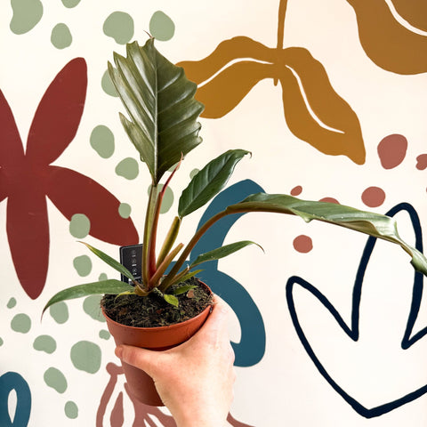 Philodendron bipinnatifidum 'Choco Empress' - Sprouts of Bristol