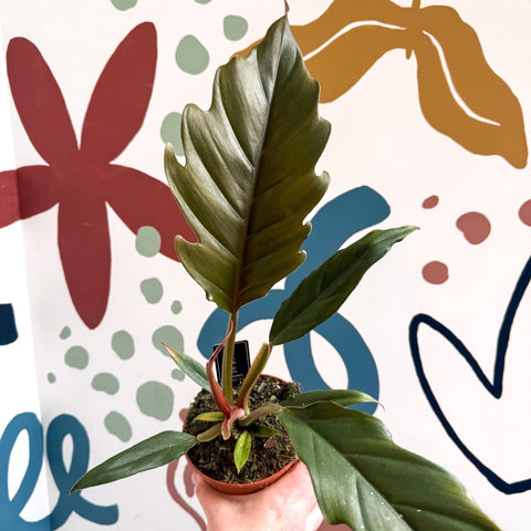 Philodendron bipinnatifidum 'Choco Empress' - Sprouts of Bristol