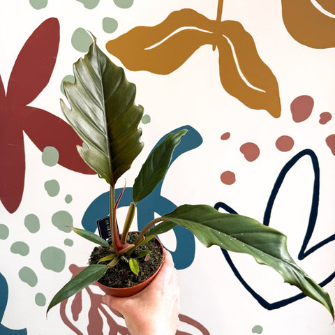 Philodendron bipinnatifidum 'Choco Empress' - Sprouts of Bristol