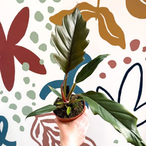 Philodendron bipinnatifidum 'Choco Empress' - Sprouts of Bristol