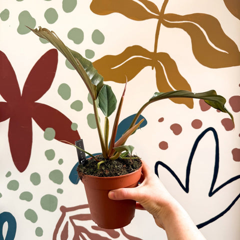 Philodendron bipinnatifidum 'Choco Empress' - Sprouts of Bristol