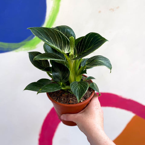 Philodendron birkin - Sprouts of Bristol