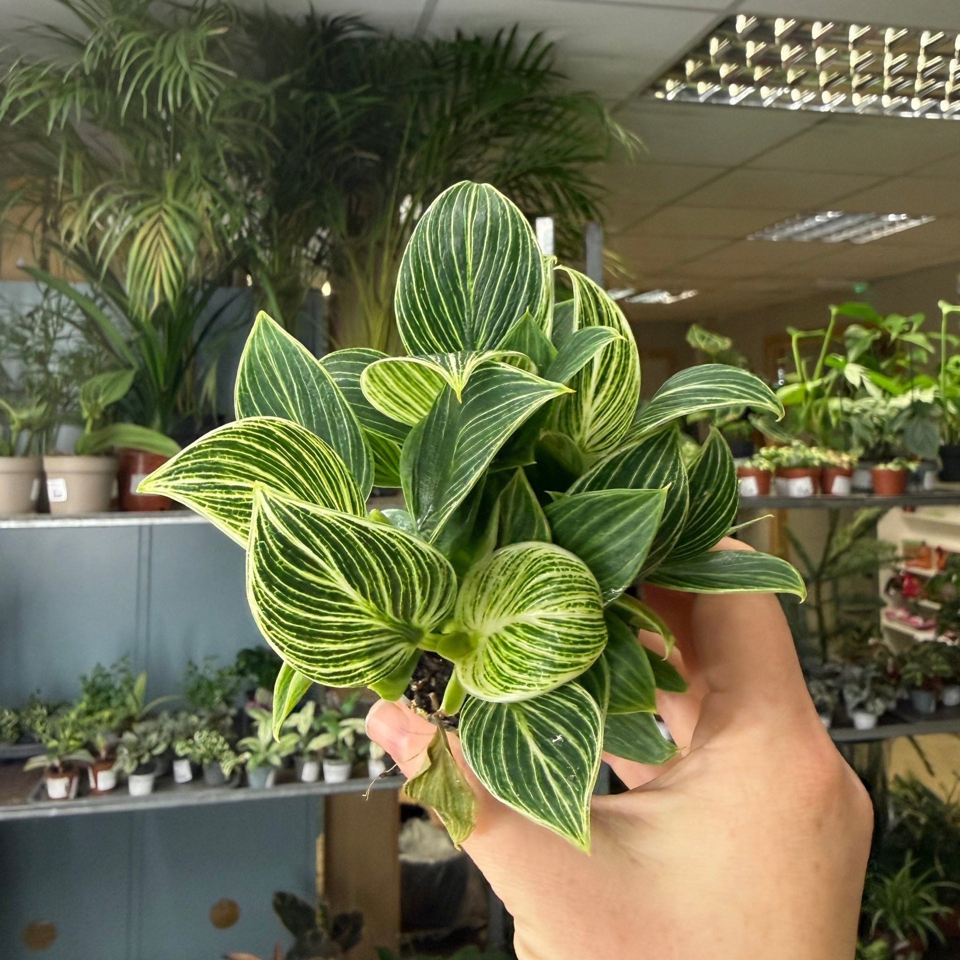 philodendron birkin significado Philodendron birkin 'White Measure' – Sprouts of Bristol