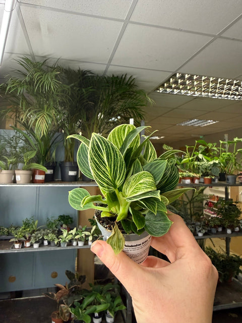 philodendron measure Philodendron birkin 'White Measure' – Sprouts of Bristol