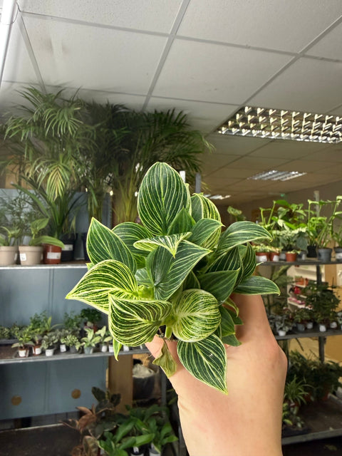 philodendron birkin misting Philodendron birkin 'White Measure' – Sprouts of Bristol