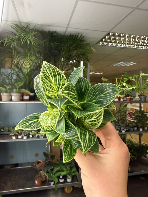 Philodendron birkin 'White Measure' - Sprouts of Bristol