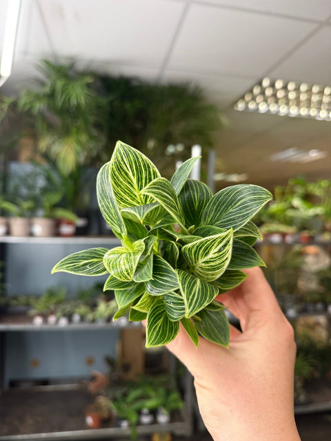 philodendron birkin uk Philodendron birkin 'White Measure' – Sprouts of Bristol