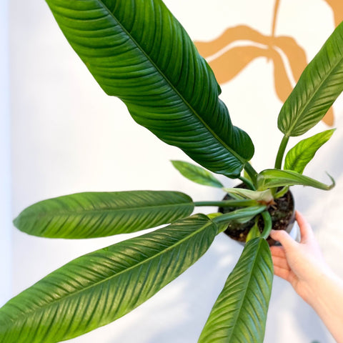 Philodendron campii 'Lynette' - Sprouts of Bristol