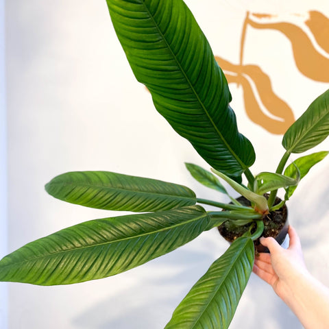 lynette philodendron Philodendron campii 'Lynette' – Sprouts of Bristol